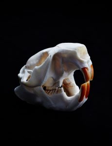 Beaver-skull_GordonL-MSE0T8_SciencePaper-2015Feb13