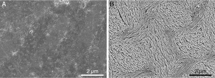 Polished-and-etched-mouse-incisor-enamel_GordonL-MSE0T8_Science-paper_13Feb2015-web